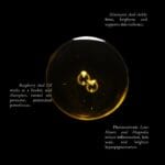 Monastery Gold Oil Serum Texture