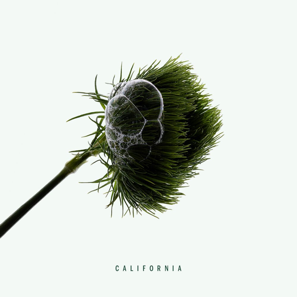 Califonia corpus