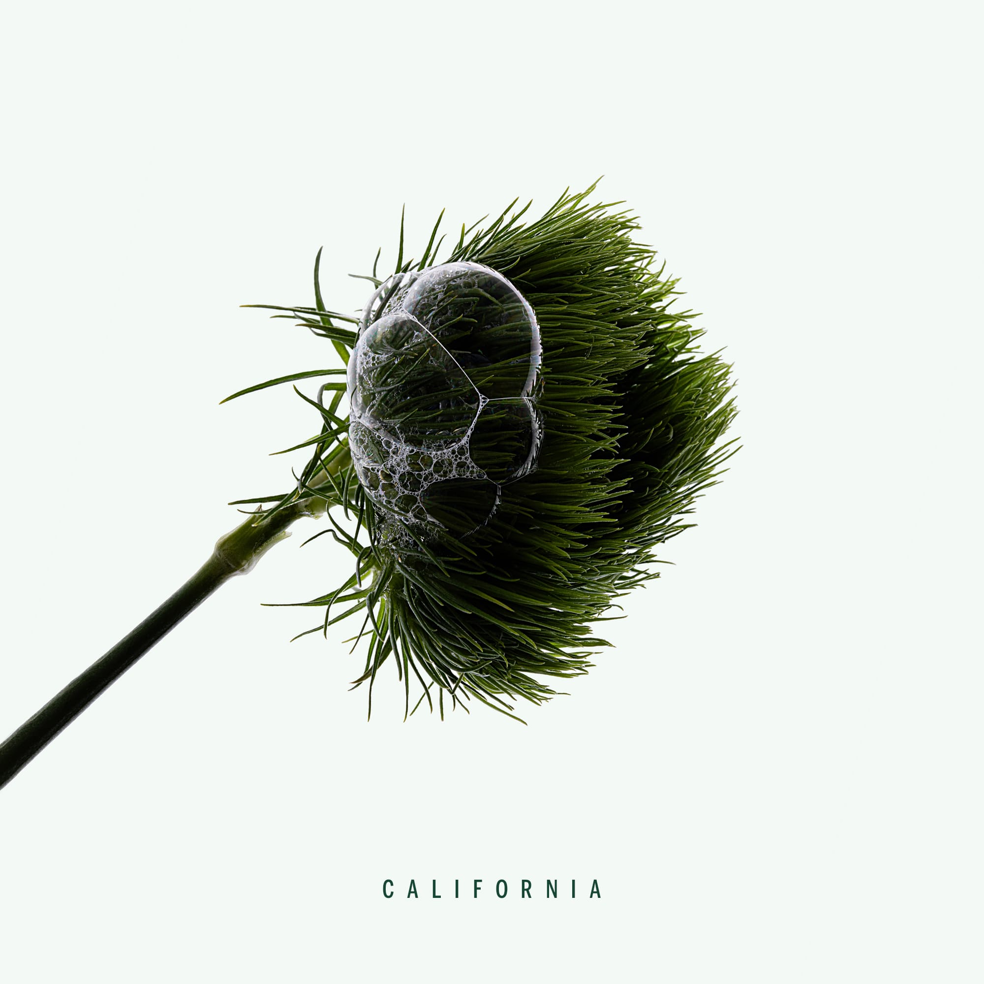 ScentFlatlays_NameONLY_California_1x1 Califonia corpus